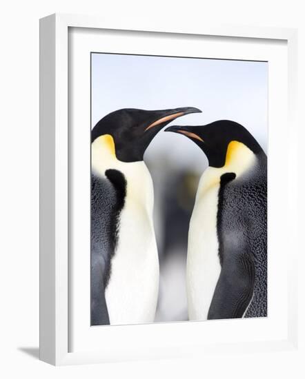 Emperor Penguins (Aptenodytes Forsteri), Snow Hill Island, Weddell Sea, Antarctica, Polar Regions-Thorsten Milse-Framed Photographic Print