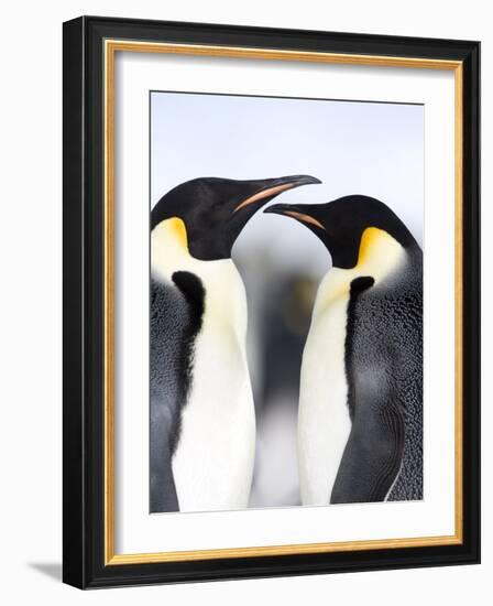 Emperor Penguins (Aptenodytes Forsteri), Snow Hill Island, Weddell Sea, Antarctica, Polar Regions-Thorsten Milse-Framed Photographic Print