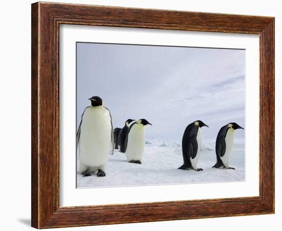 Emperor Penguins (Aptenodytes Forsteri), Snow Hill Island, Weddell Sea, Antarctica, Polar Regions-Thorsten Milse-Framed Photographic Print