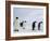 Emperor Penguins (Aptenodytes Forsteri), Snow Hill Island, Weddell Sea, Antarctica, Polar Regions-Thorsten Milse-Framed Photographic Print