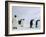 Emperor Penguins (Aptenodytes Forsteri), Snow Hill Island, Weddell Sea, Antarctica, Polar Regions-Thorsten Milse-Framed Photographic Print