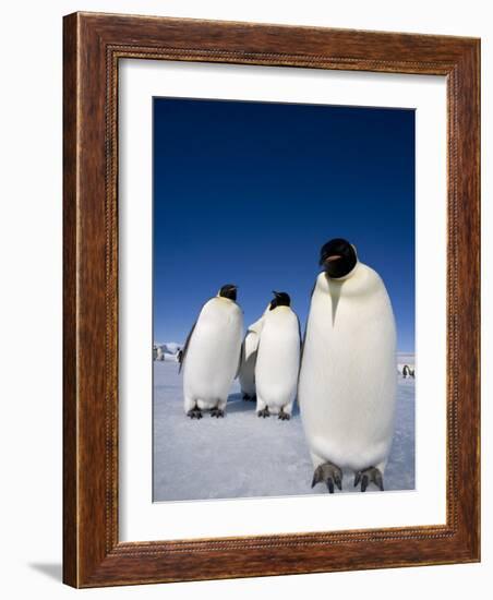 Emperor Penguins (Aptenodytes Forsteri), Snow Hill Island, Weddell Sea, Antarctica, Polar Regions-Thorsten Milse-Framed Photographic Print