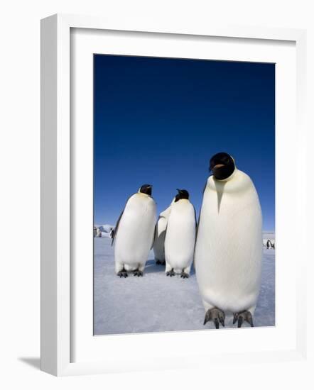 Emperor Penguins (Aptenodytes Forsteri), Snow Hill Island, Weddell Sea, Antarctica, Polar Regions-Thorsten Milse-Framed Photographic Print