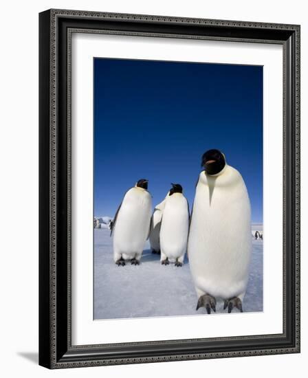 Emperor Penguins (Aptenodytes Forsteri), Snow Hill Island, Weddell Sea, Antarctica, Polar Regions-Thorsten Milse-Framed Photographic Print