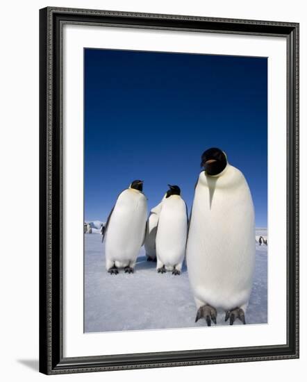 Emperor Penguins (Aptenodytes Forsteri), Snow Hill Island, Weddell Sea, Antarctica, Polar Regions-Thorsten Milse-Framed Photographic Print