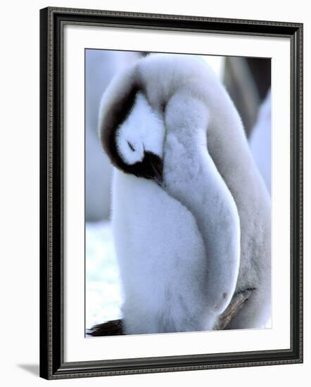 Emperor Penguins, Atka Bay, Weddell Sea, Antarctic Peninsula, Antarctica-Pete Oxford-Framed Photographic Print