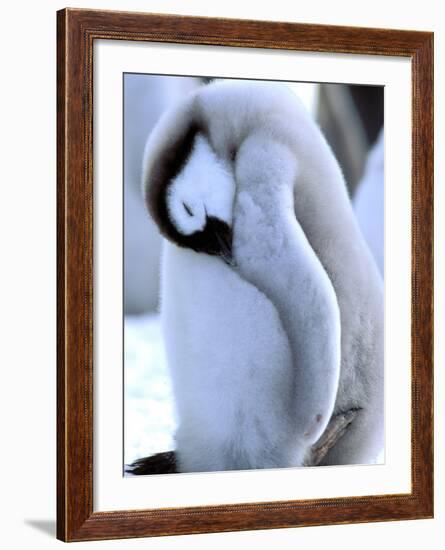 Emperor Penguins, Atka Bay, Weddell Sea, Antarctic Peninsula, Antarctica-Pete Oxford-Framed Photographic Print