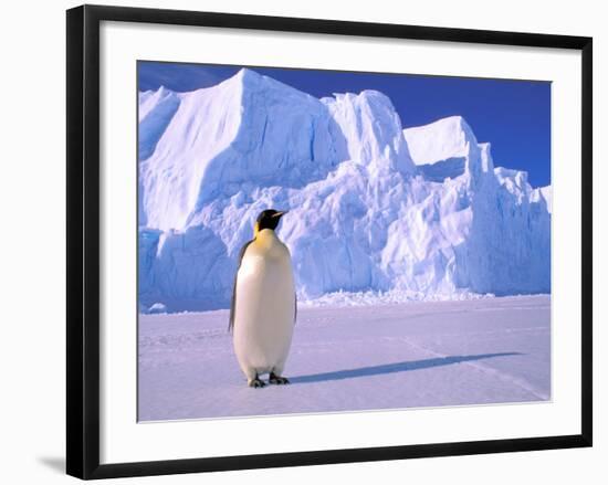 Emperor Penguins, Cape Darnley, Australian Antarctic Territory, Antarctica-Pete Oxford-Framed Photographic Print