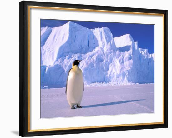 Emperor Penguins, Cape Darnley, Australian Antarctic Territory, Antarctica-Pete Oxford-Framed Photographic Print