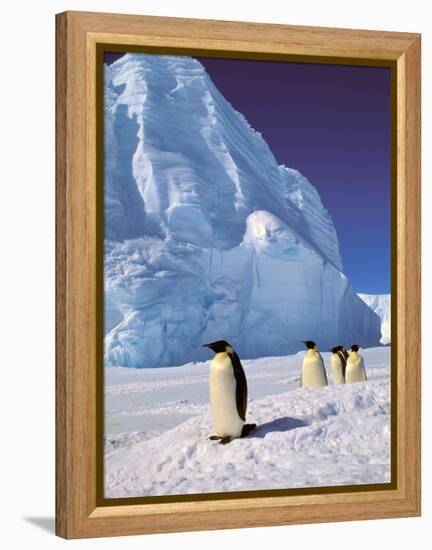 Emperor Penguins, Cape Darnley, Australian Antarctic Territory, Antarctica-Pete Oxford-Framed Premier Image Canvas