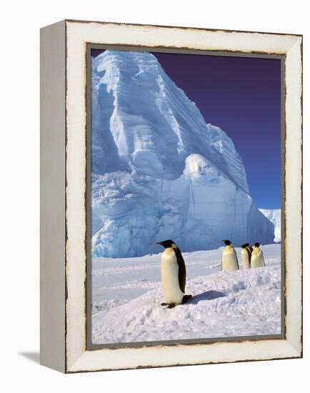 Emperor Penguins, Cape Darnley, Australian Antarctic Territory, Antarctica-Pete Oxford-Framed Premier Image Canvas