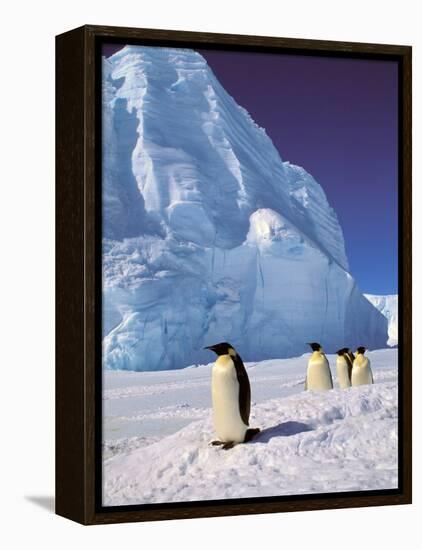 Emperor Penguins, Cape Darnley, Australian Antarctic Territory, Antarctica-Pete Oxford-Framed Premier Image Canvas