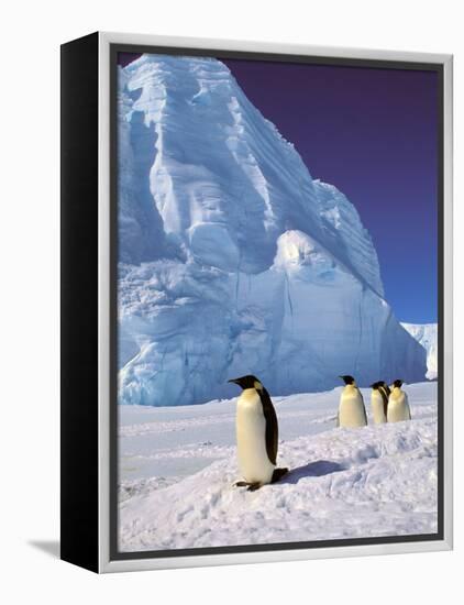 Emperor Penguins, Cape Darnley, Australian Antarctic Territory, Antarctica-Pete Oxford-Framed Premier Image Canvas