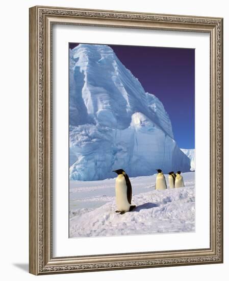 Emperor Penguins, Cape Darnley, Australian Antarctic Territory, Antarctica-Pete Oxford-Framed Photographic Print