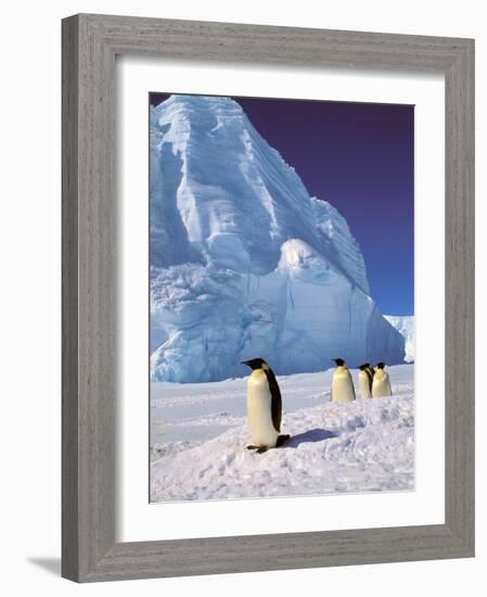 Emperor Penguins, Cape Darnley, Australian Antarctic Territory, Antarctica-Pete Oxford-Framed Photographic Print