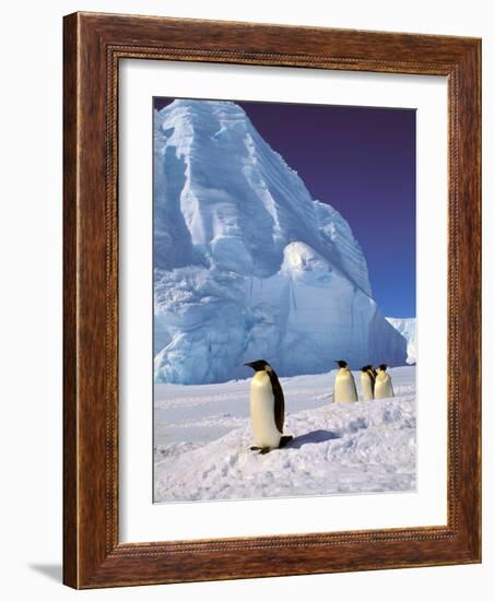 Emperor Penguins, Cape Darnley, Australian Antarctic Territory, Antarctica-Pete Oxford-Framed Photographic Print