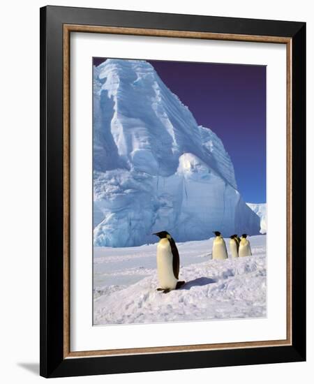 Emperor Penguins, Cape Darnley, Australian Antarctic Territory, Antarctica-Pete Oxford-Framed Photographic Print