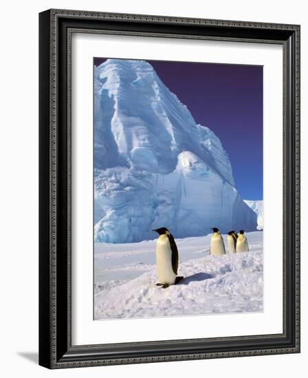 Emperor Penguins, Cape Darnley, Australian Antarctic Territory, Antarctica-Pete Oxford-Framed Photographic Print