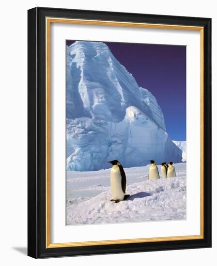 Emperor Penguins, Cape Darnley, Australian Antarctic Territory, Antarctica-Pete Oxford-Framed Photographic Print