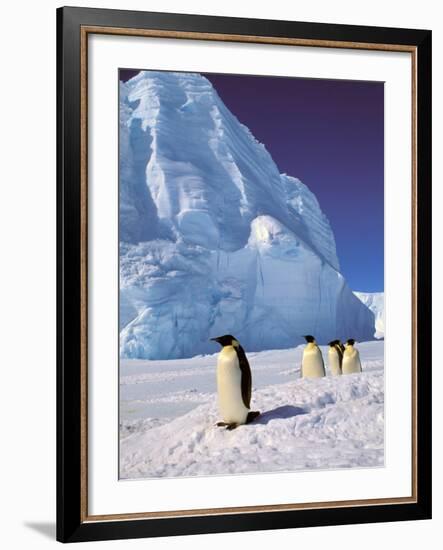 Emperor Penguins, Cape Darnley, Australian Antarctic Territory, Antarctica-Pete Oxford-Framed Photographic Print