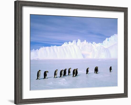 Emperor Penguins, Cape Darnley, Australian Antarctic Territory, Antarctica-Pete Oxford-Framed Photographic Print