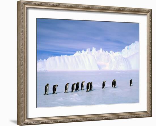 Emperor Penguins, Cape Darnley, Australian Antarctic Territory, Antarctica-Pete Oxford-Framed Photographic Print