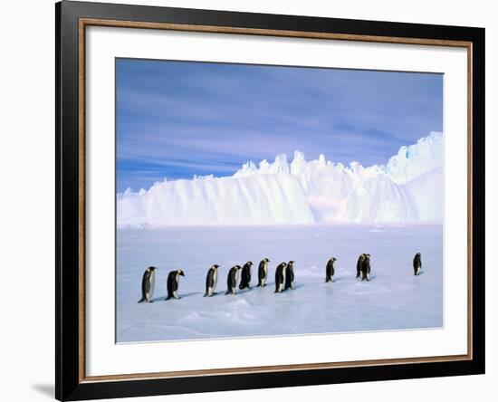 Emperor Penguins, Cape Darnley, Australian Antarctic Territory, Antarctica-Pete Oxford-Framed Photographic Print