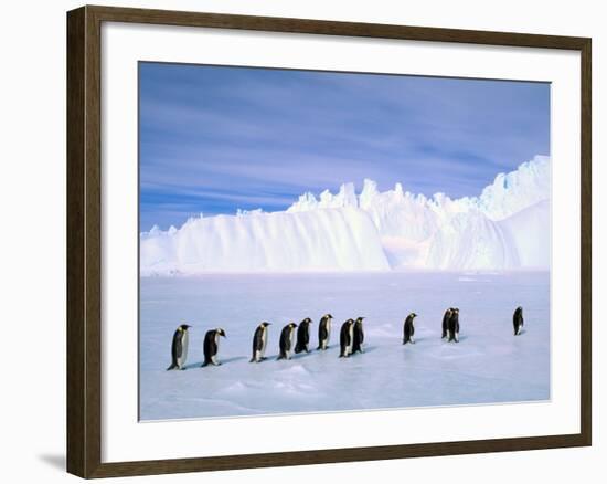 Emperor Penguins, Cape Darnley, Australian Antarctic Territory, Antarctica-Pete Oxford-Framed Photographic Print