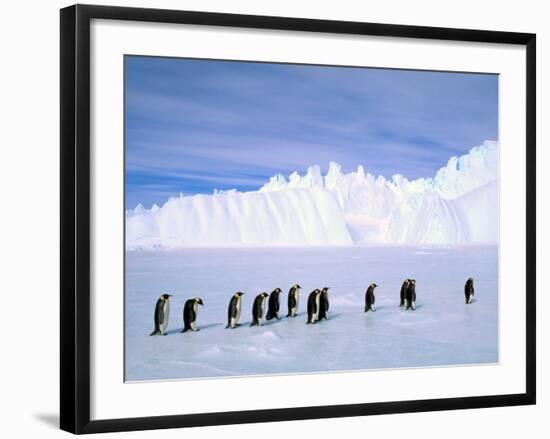 Emperor Penguins, Cape Darnley, Australian Antarctic Territory, Antarctica-Pete Oxford-Framed Photographic Print