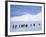 Emperor Penguins, Cape Darnley, Australian Antarctic Territory, Antarctica-Pete Oxford-Framed Photographic Print