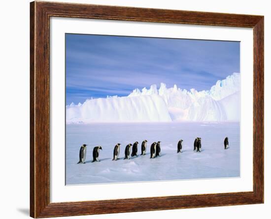 Emperor Penguins, Cape Darnley, Australian Antarctic Territory, Antarctica-Pete Oxford-Framed Photographic Print