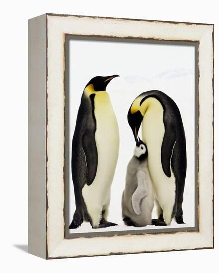 Emperor Penguins Feeding Chick-John Conrad-Framed Premier Image Canvas