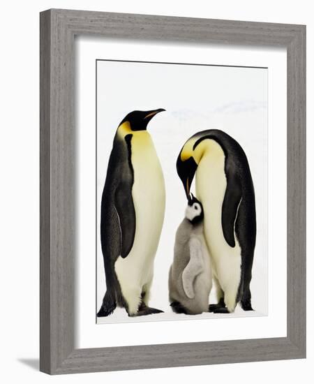 Emperor Penguins Feeding Chick-John Conrad-Framed Photographic Print