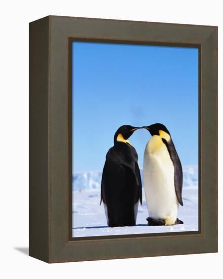 Emperor Penguins Greeting-John Conrad-Framed Premier Image Canvas