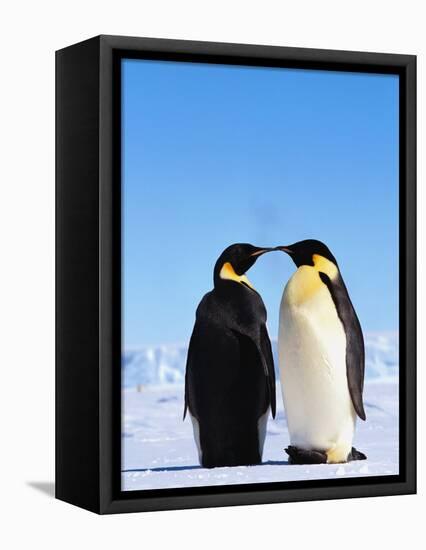 Emperor Penguins Greeting-John Conrad-Framed Premier Image Canvas