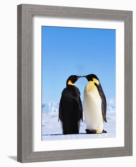 Emperor Penguins Greeting-John Conrad-Framed Photographic Print