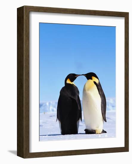 Emperor Penguins Greeting-John Conrad-Framed Photographic Print