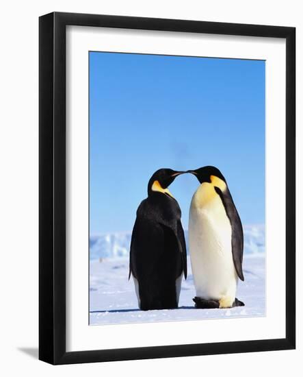 Emperor Penguins Greeting-John Conrad-Framed Photographic Print