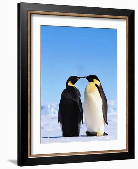 Emperor Penguins Greeting-John Conrad-Framed Photographic Print