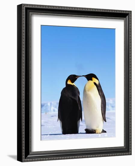 Emperor Penguins Greeting-John Conrad-Framed Photographic Print