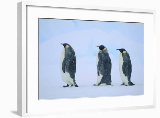 Emperor Penguins in a Row-DLILLC-Framed Photographic Print