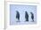 Emperor Penguins in a Row-DLILLC-Framed Photographic Print