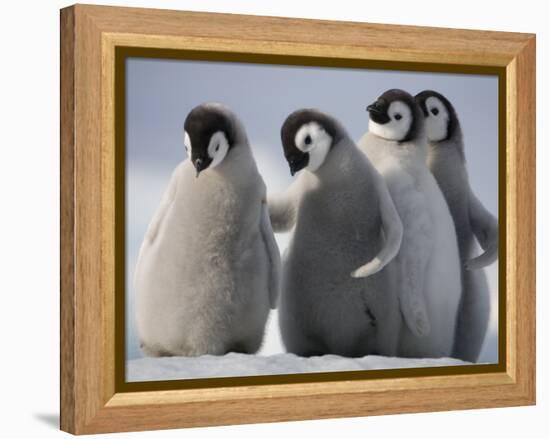 Emperor Penguins in Antarctica-Paul Souders-Framed Premier Image Canvas