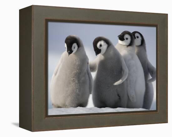 Emperor Penguins in Antarctica-Paul Souders-Framed Premier Image Canvas