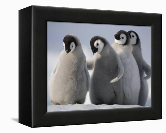 Emperor Penguins in Antarctica-Paul Souders-Framed Premier Image Canvas