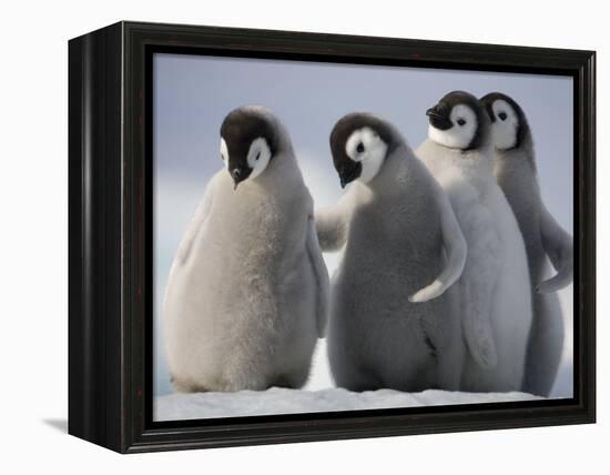 Emperor Penguins in Antarctica-Paul Souders-Framed Premier Image Canvas