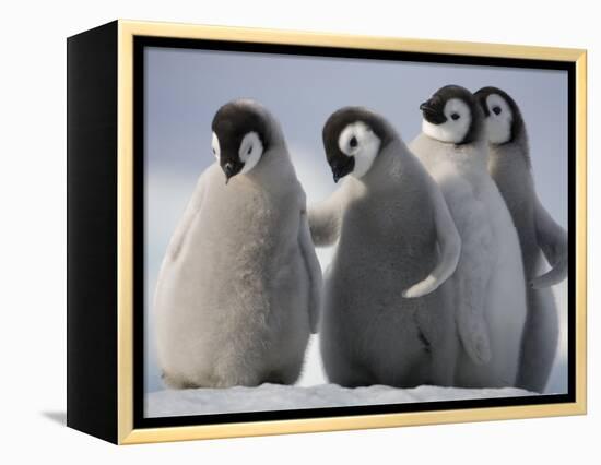 Emperor Penguins in Antarctica-Paul Souders-Framed Premier Image Canvas