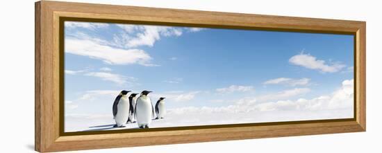 Emperor Penguins In Antarctica-Jan Martin Will-Framed Premier Image Canvas