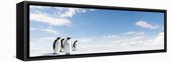 Emperor Penguins In Antarctica-Jan Martin Will-Framed Premier Image Canvas