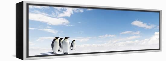 Emperor Penguins In Antarctica-Jan Martin Will-Framed Premier Image Canvas